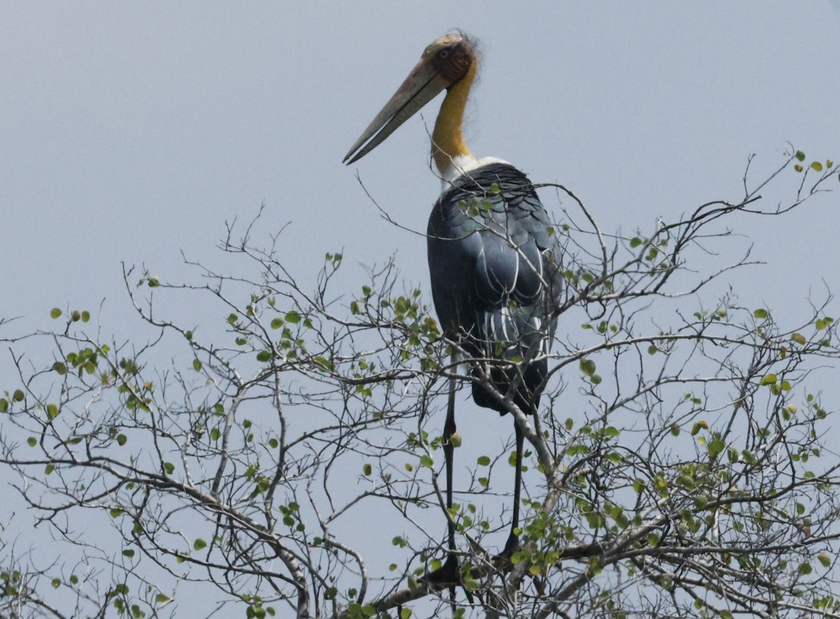 Lesser Adjutant - ML644456915