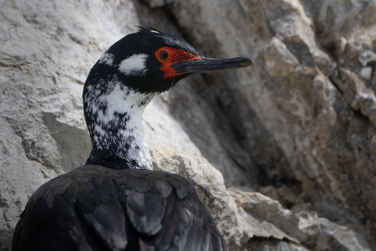 クロクビムナジロヒメウ - ML644456924