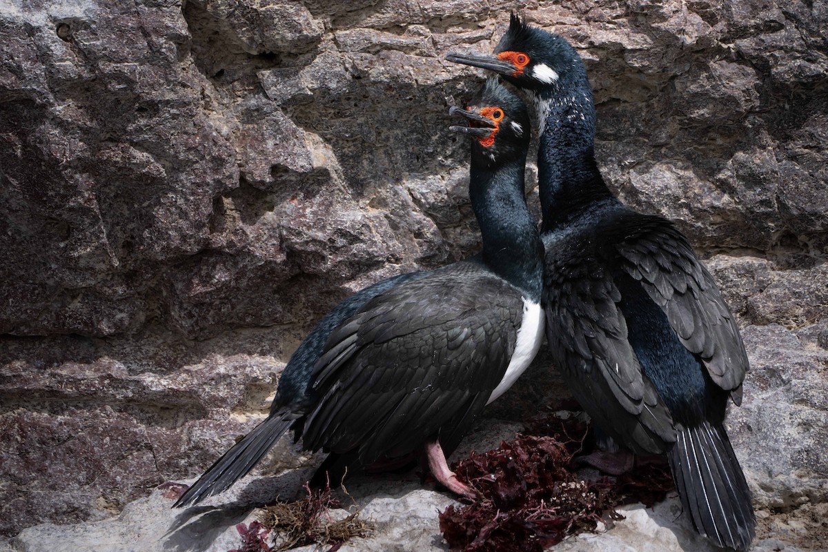 クロクビムナジロヒメウ - ML644456925