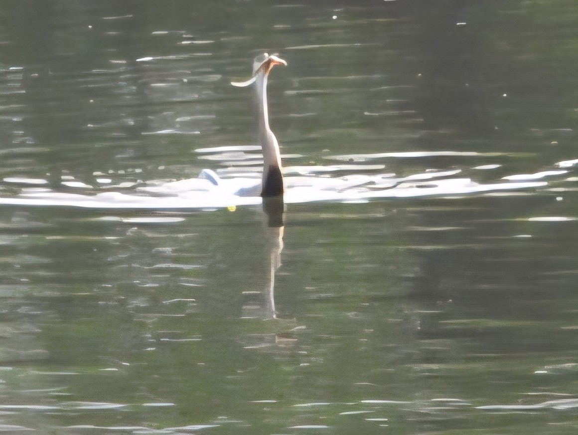 Oriental Darter - ML644456928