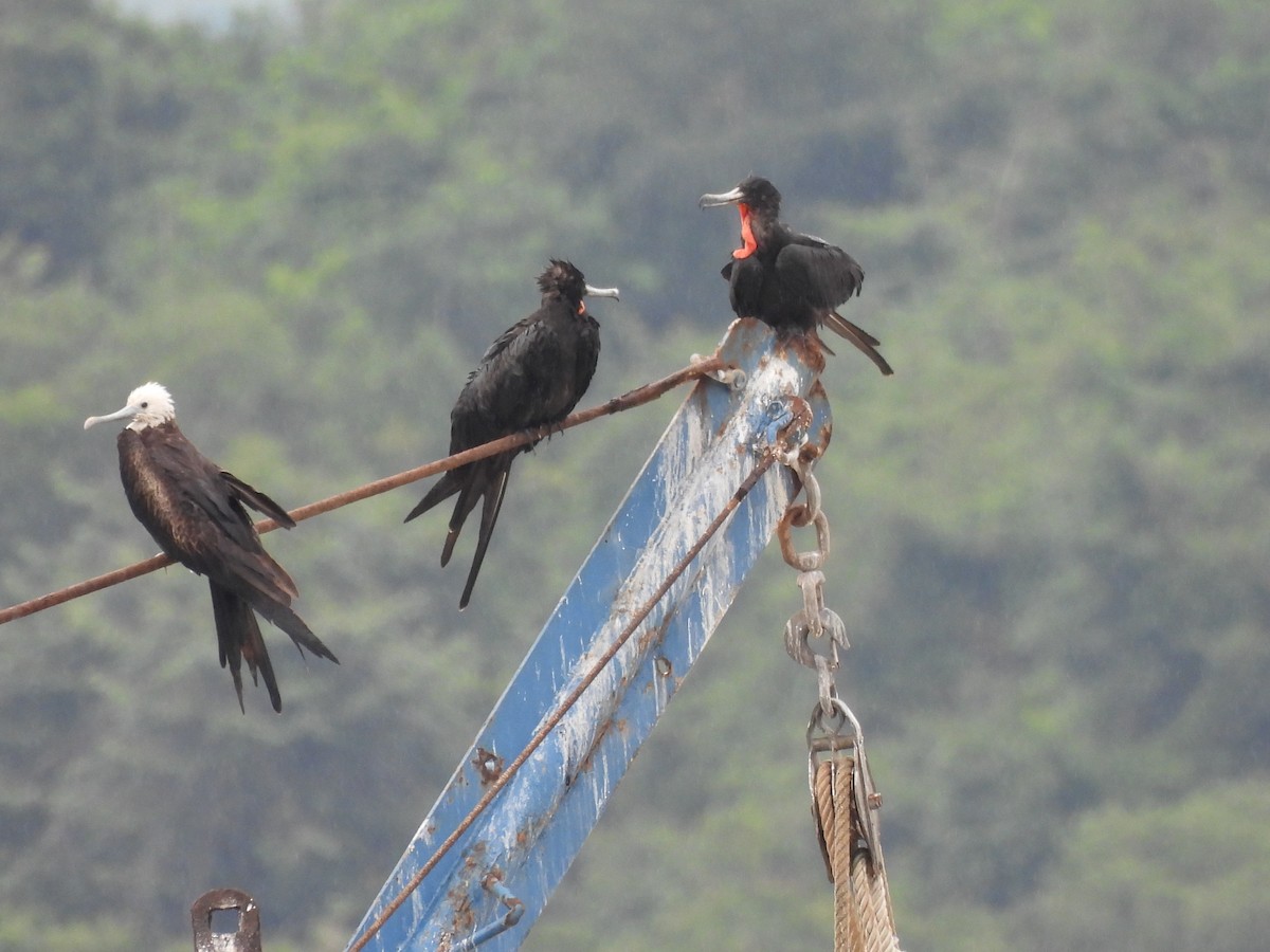 アメリカグンカンドリ - ML644456930