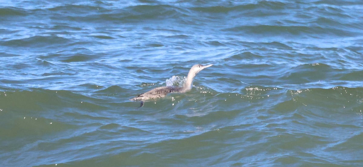 צוללן אדום-גרון - ML644456933