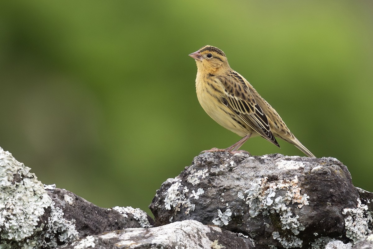 Bobolink - ML644456935