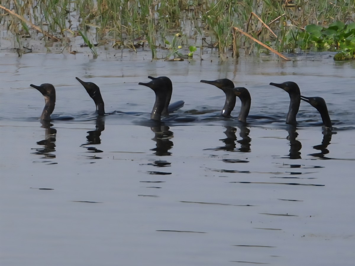 orientdvergskarv - ML644456936