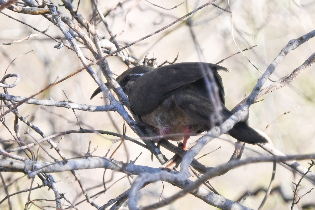 メスアカクイナモドキ - ML644456938