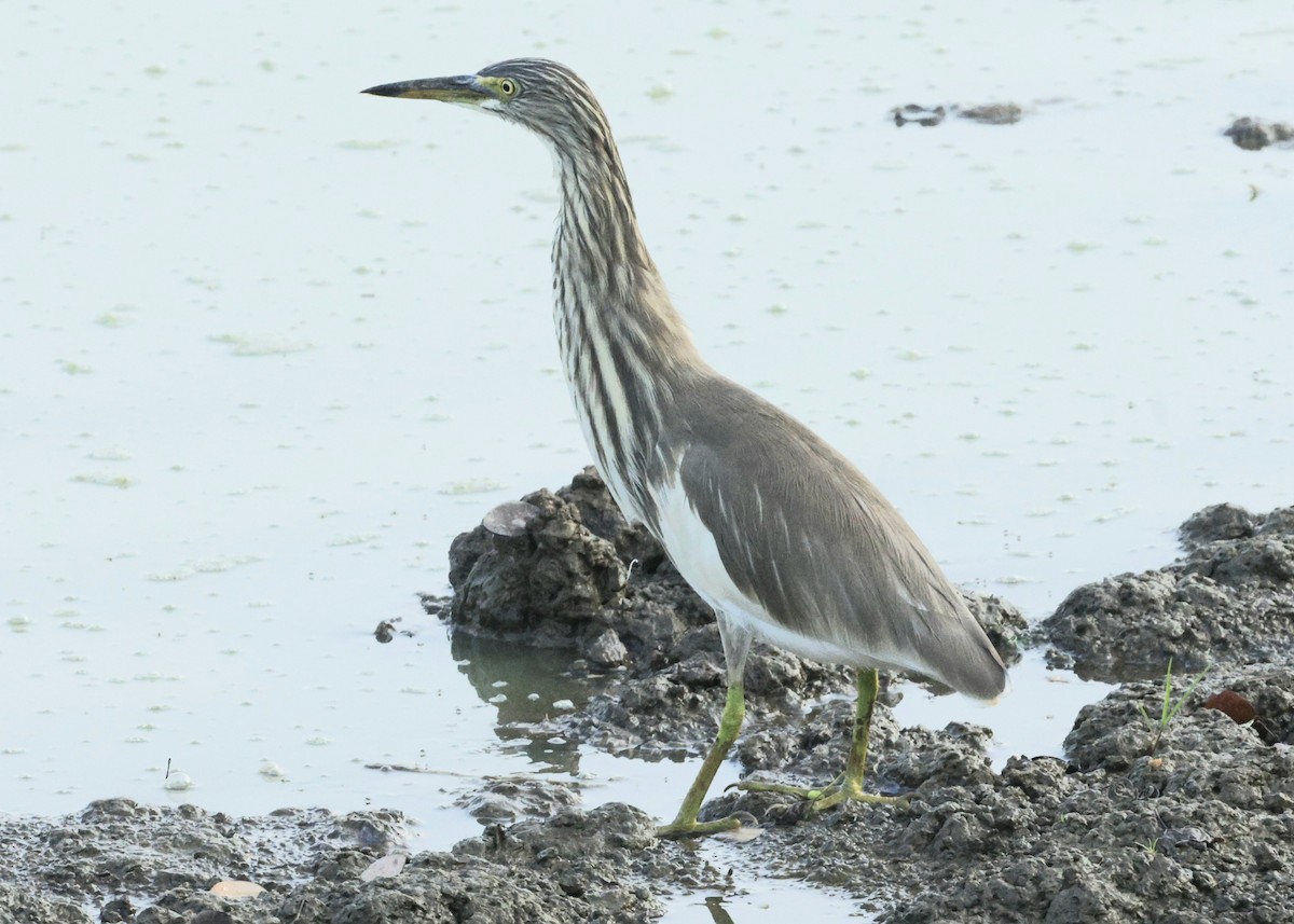 אנפית סוף הודית - ML644456939