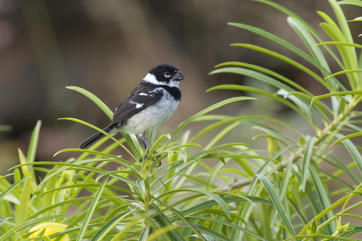 Morelet's Seedeater - ML644456943