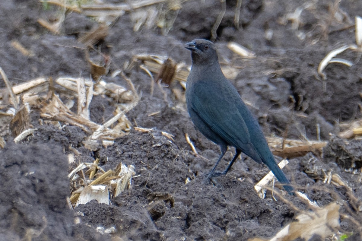 Brewer's Blackbird - ML644456944