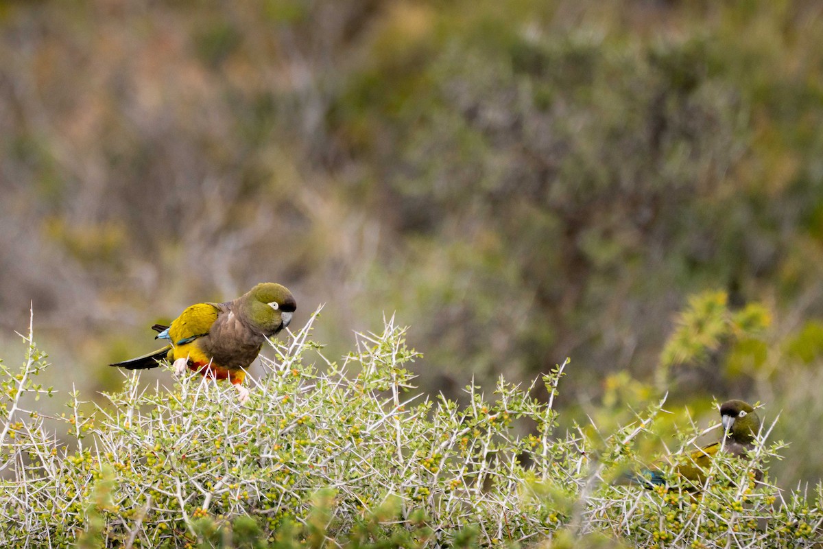 Burrowing Parakeet - ML644456955