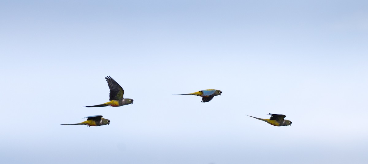 Burrowing Parakeet - ML644456956