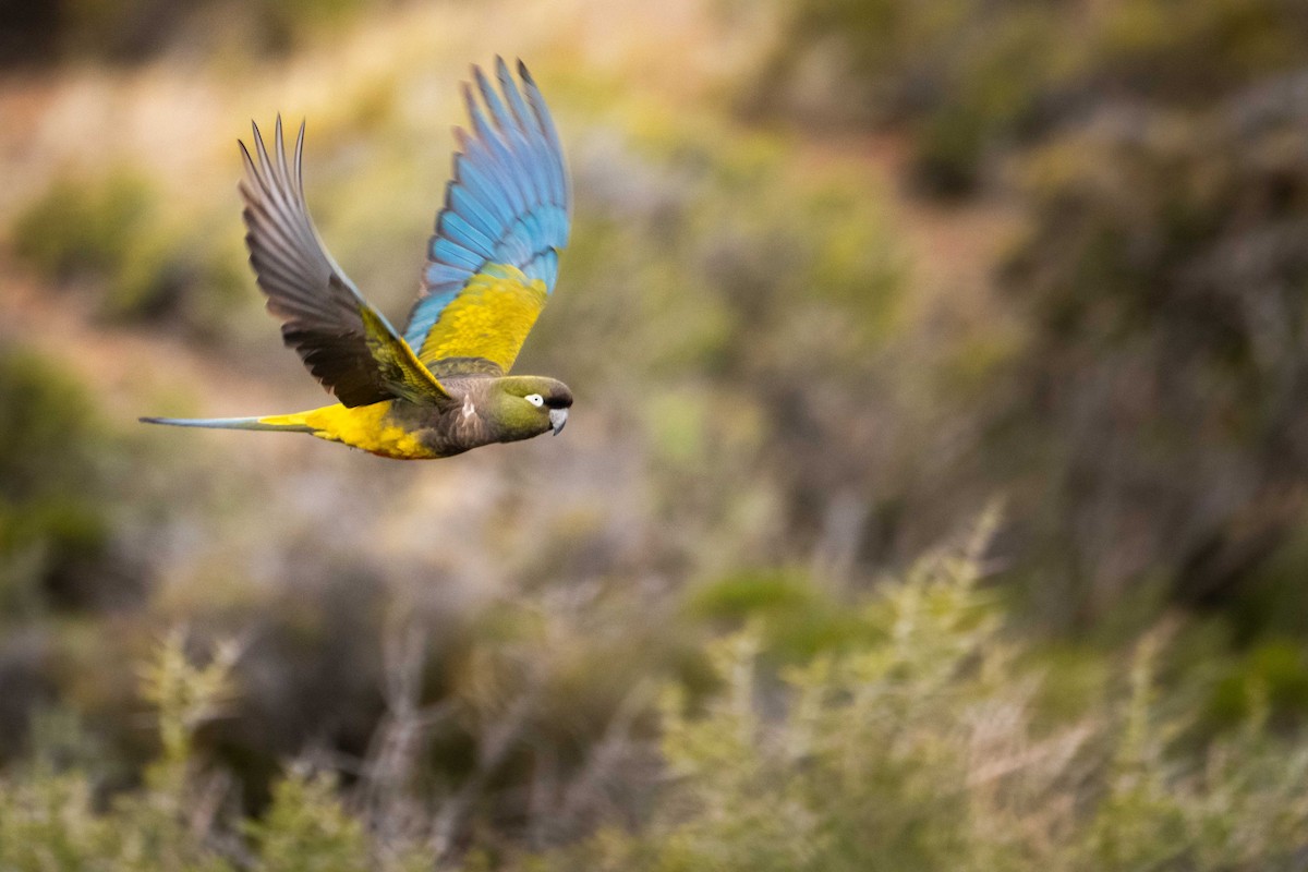 Burrowing Parakeet - ML644456957