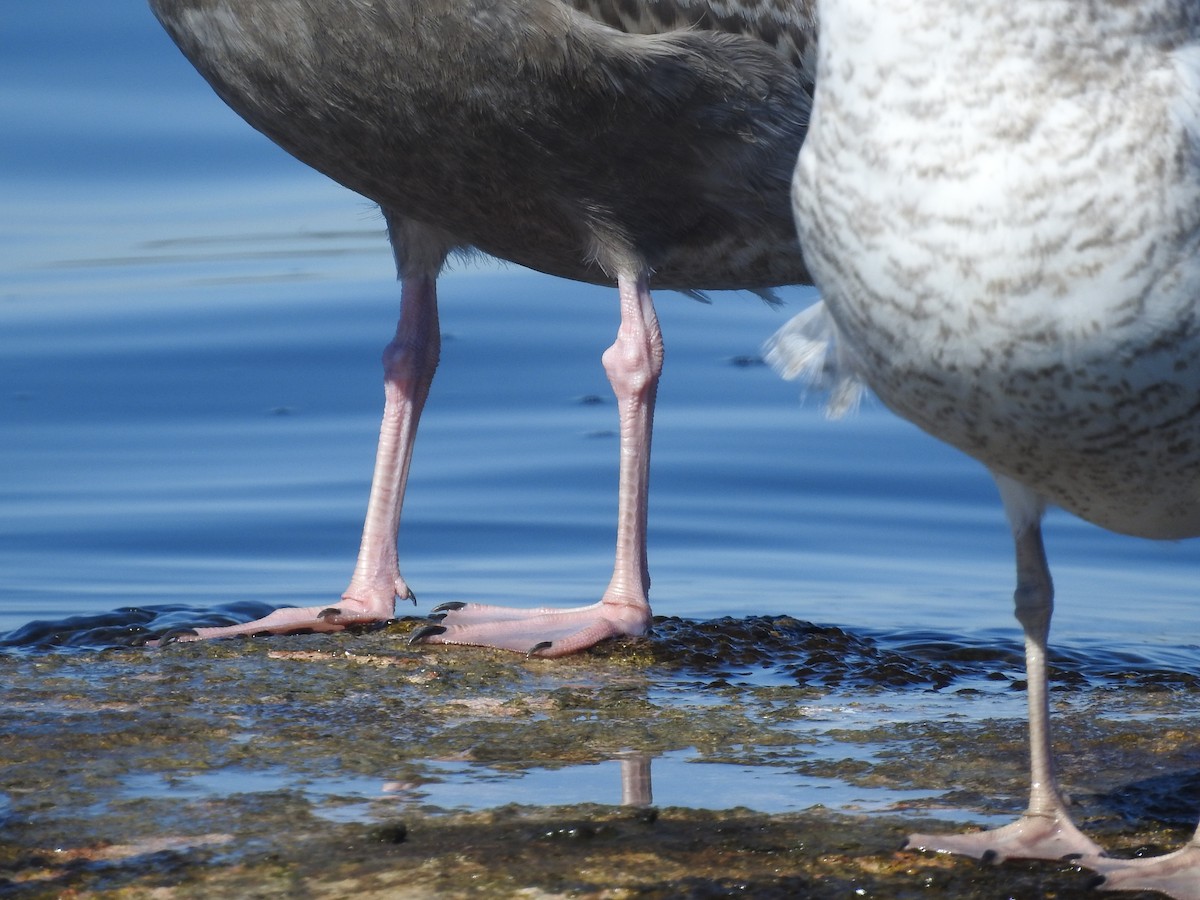 American Herring Gull - ML644456958