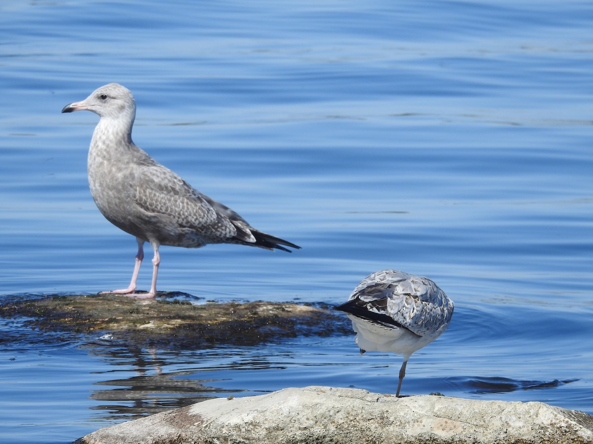 American Herring Gull - ML644456959