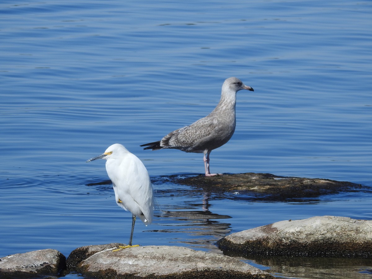 American Herring Gull - ML644456960