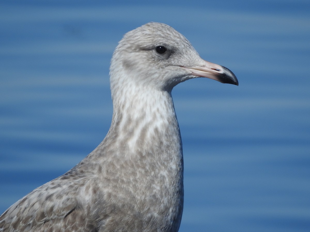 American Herring Gull - ML644456961