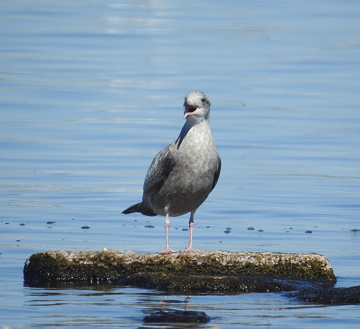 American Herring Gull - ML644456965
