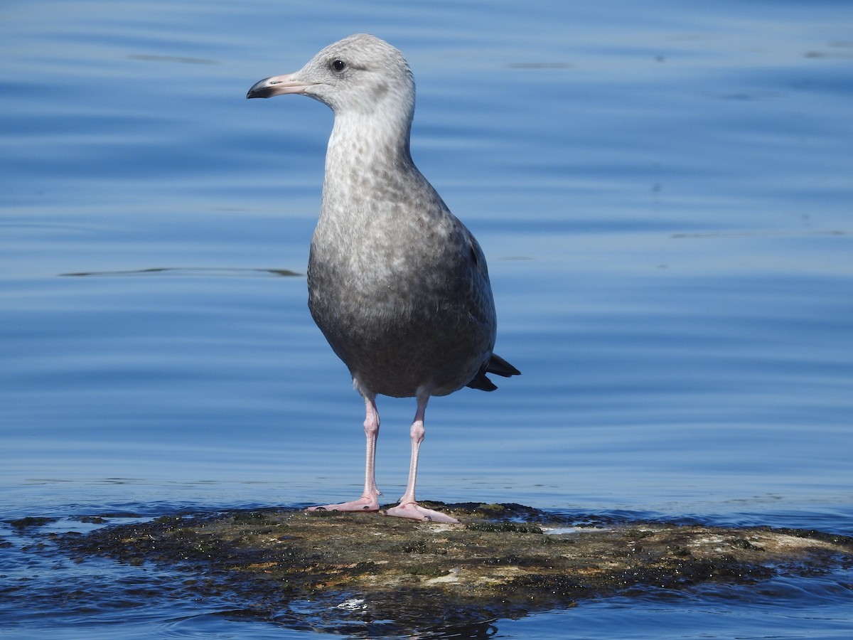 American Herring Gull - ML644456966