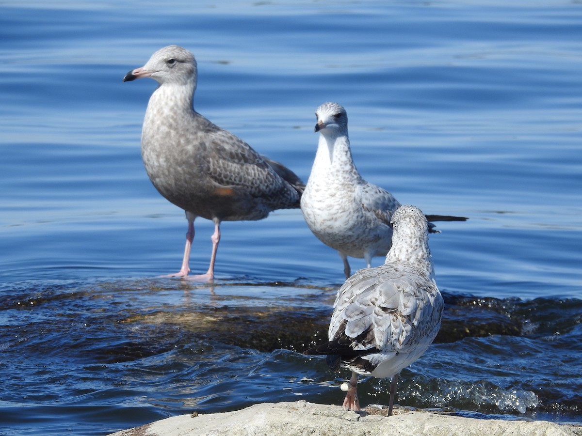 American Herring Gull - ML644456967