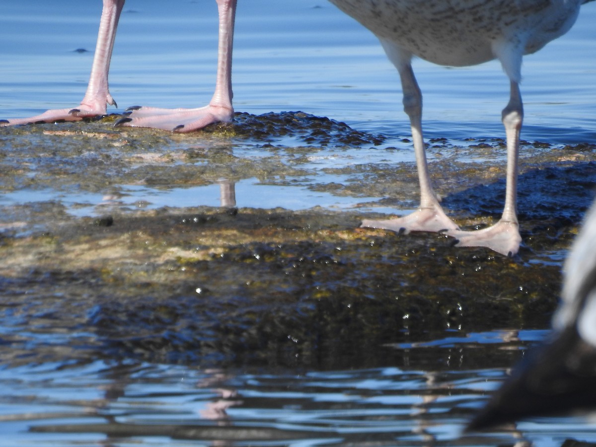 American Herring Gull - ML644456968