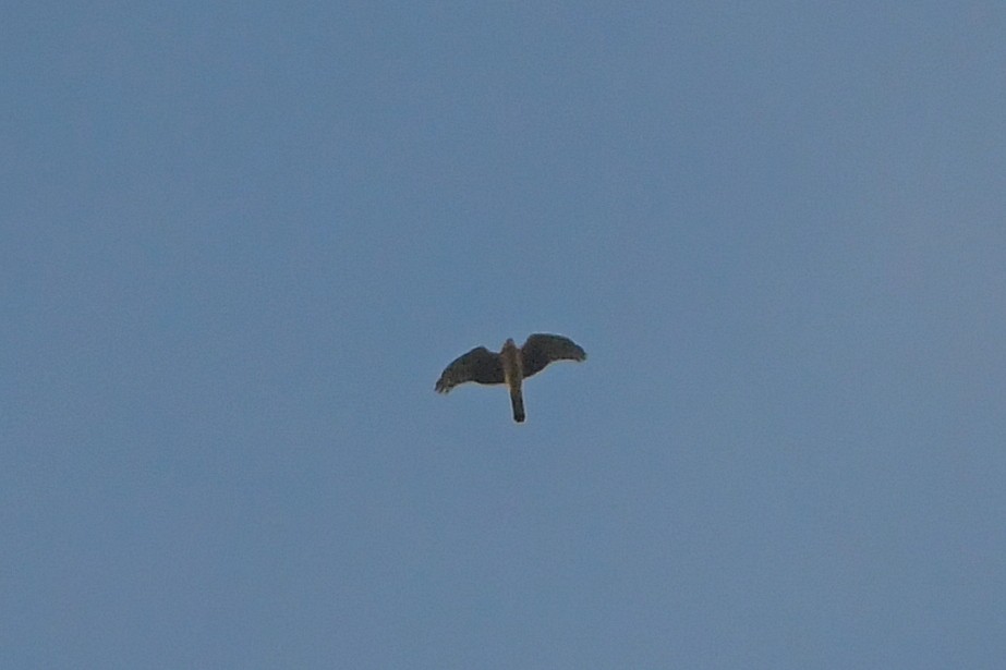 moták pilich - ML644456969