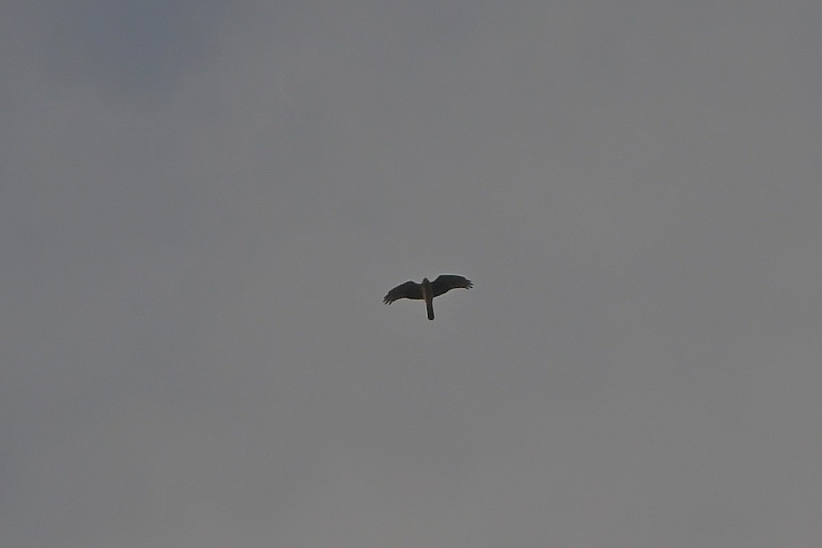 moták pilich - ML644456970