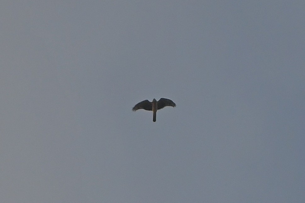 moták pilich - ML644456971