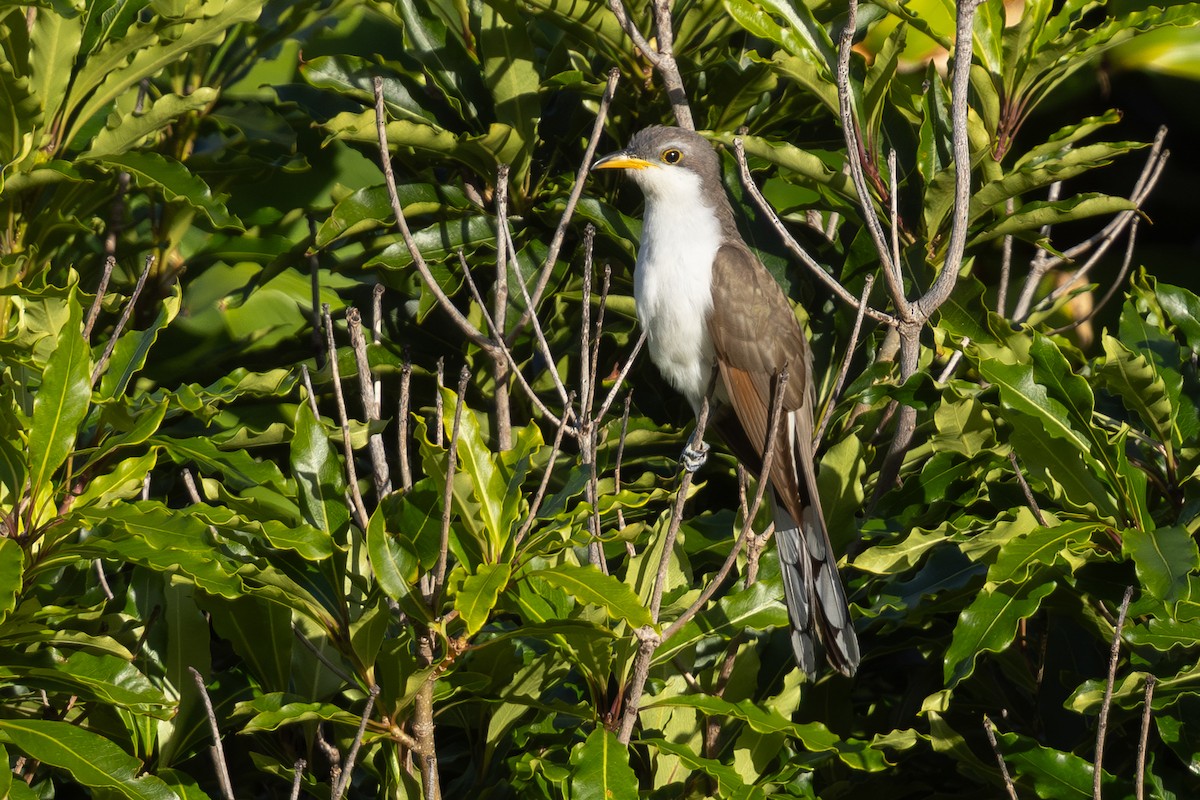 Yellow-billed Cuckoo - ML644456975