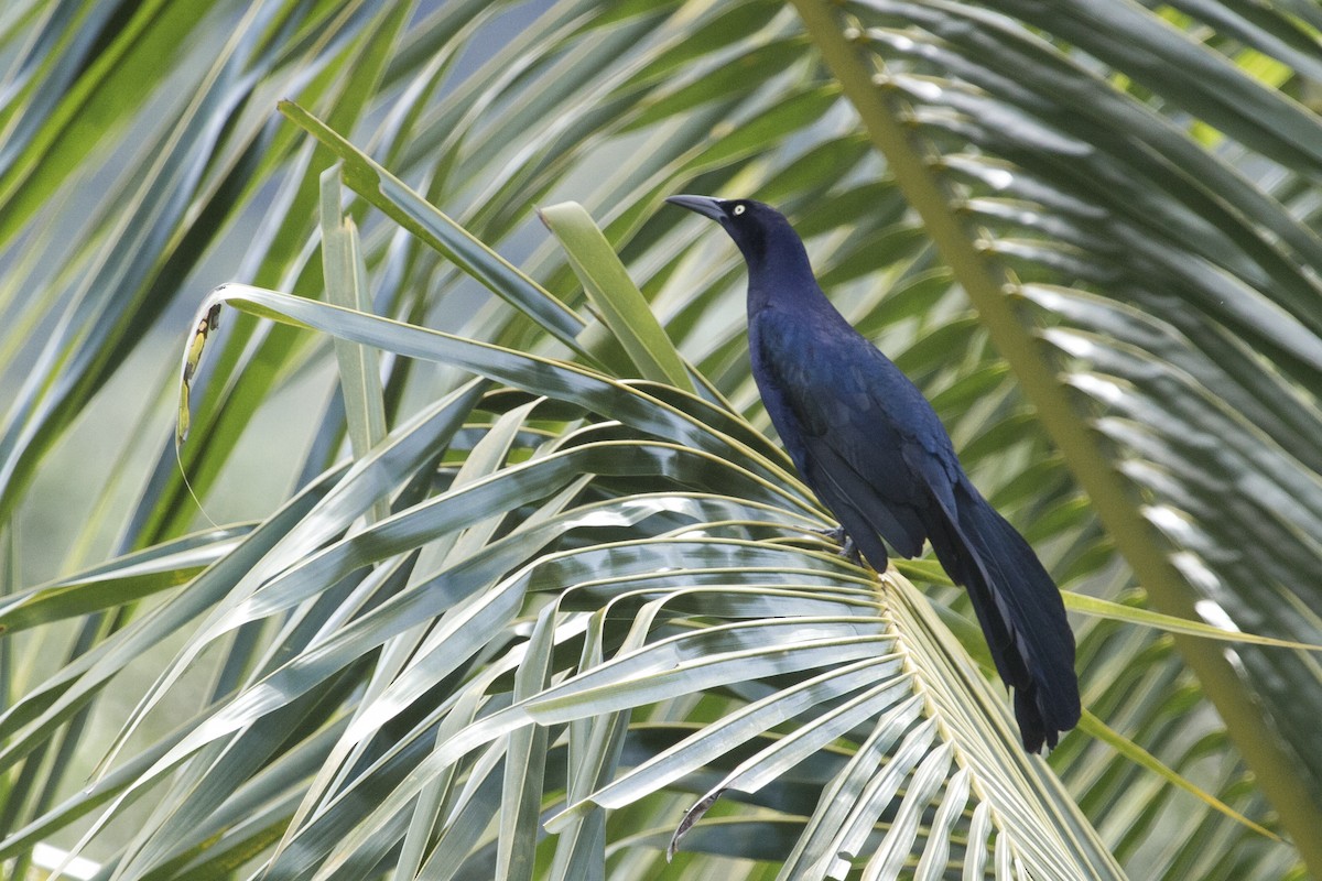 Great-tailed Grackle - ML644456977