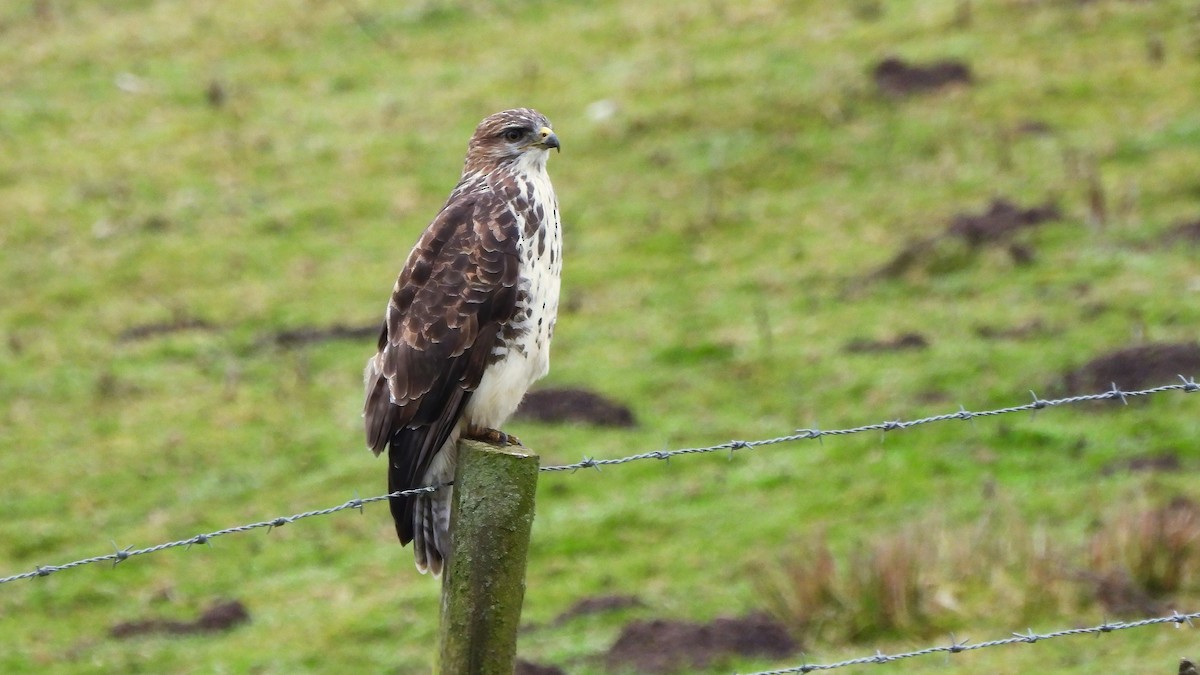 Common Buzzard - ML644456982