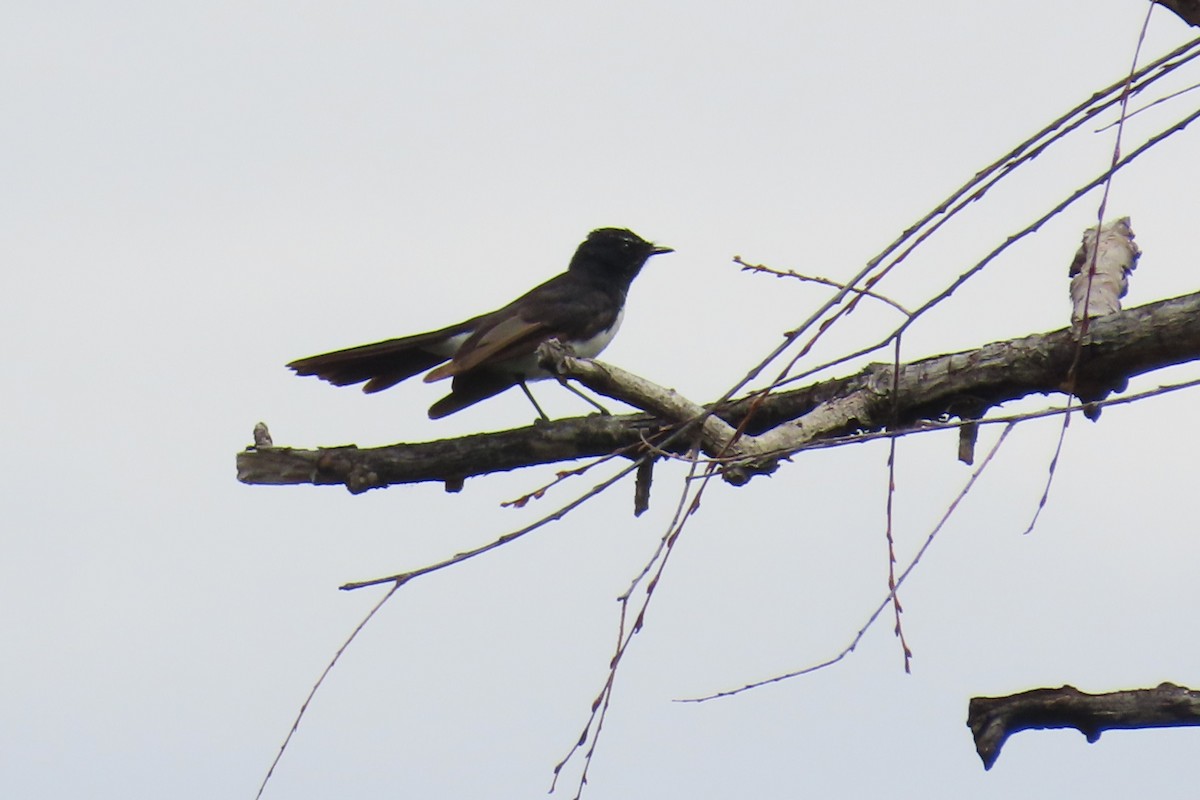 ヨコフリオウギビタキ - ML644456985