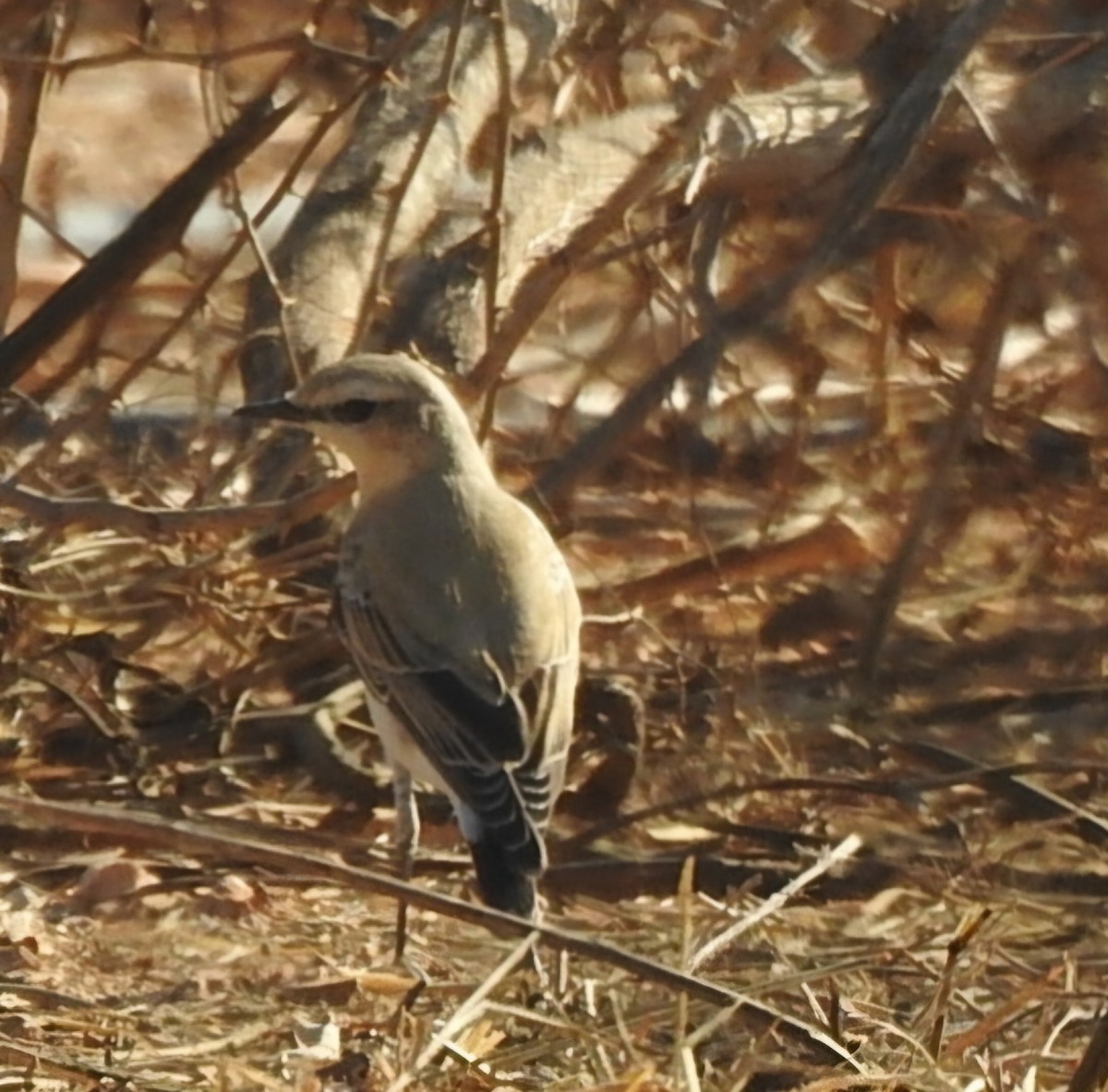 Northern Wheatear - ML644456987