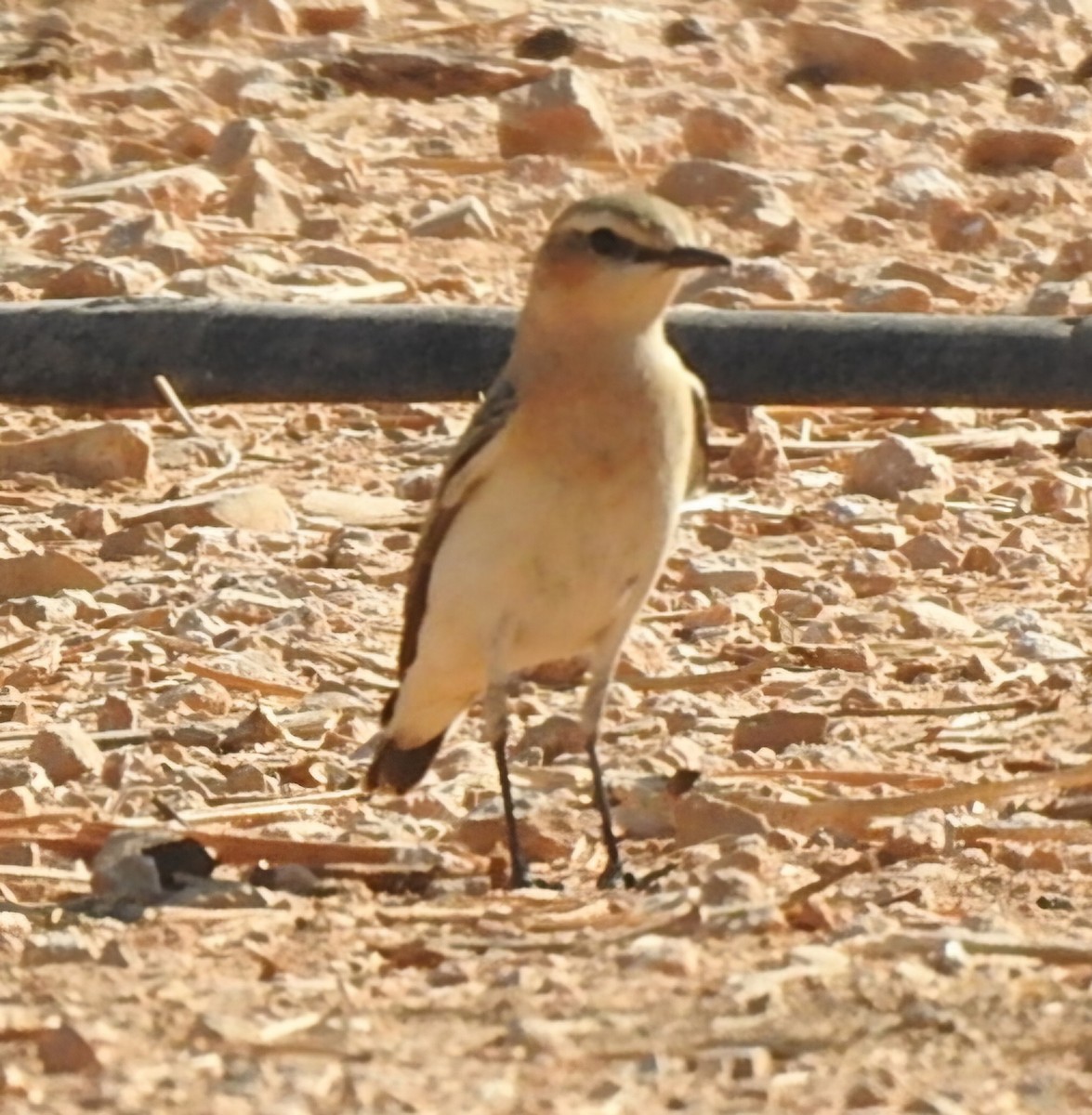 Northern Wheatear - ML644456988