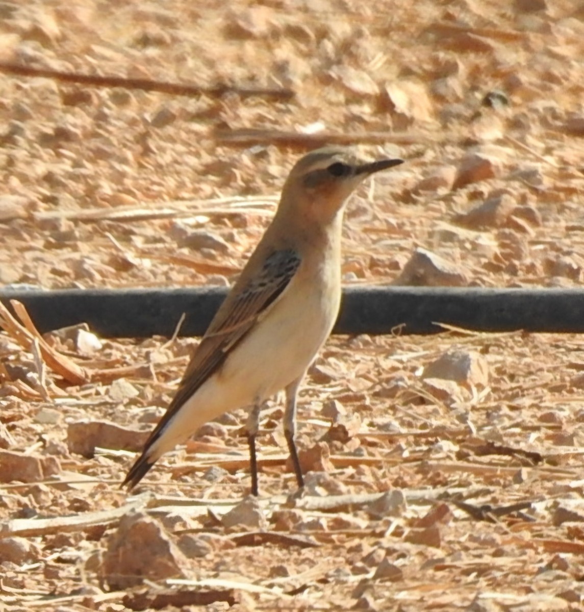 Northern Wheatear - ML644456989