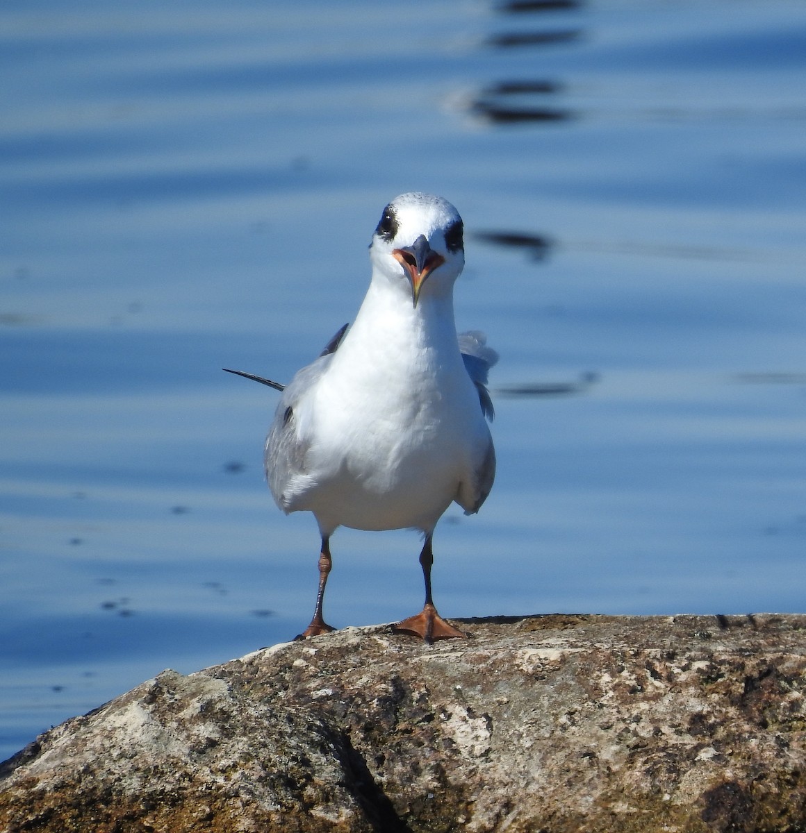 Forster's Tern - ML644456991