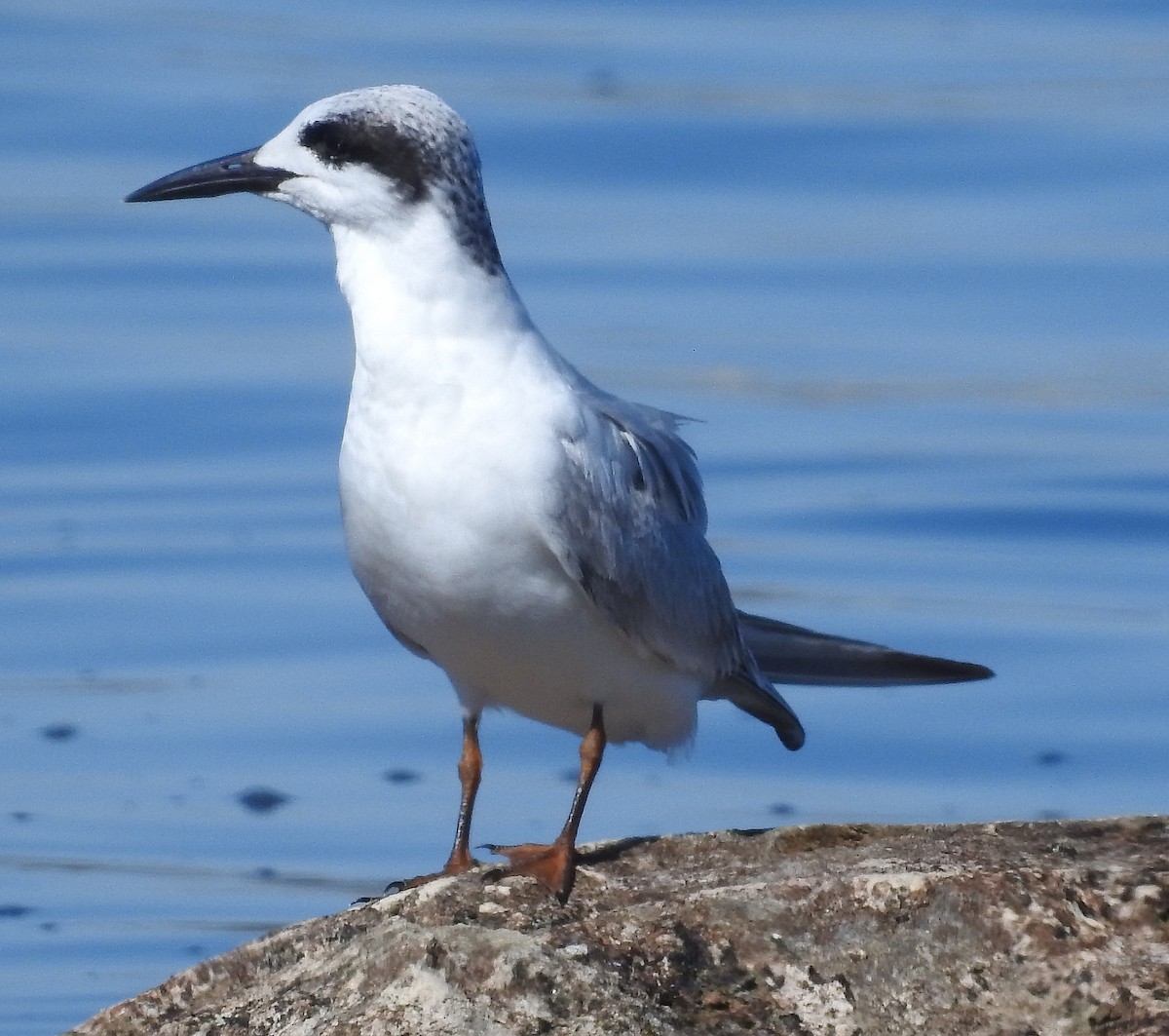 Forster's Tern - ML644456992