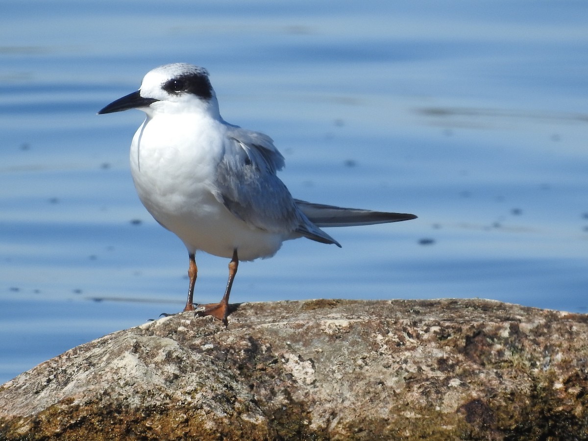 Forster's Tern - ML644456993