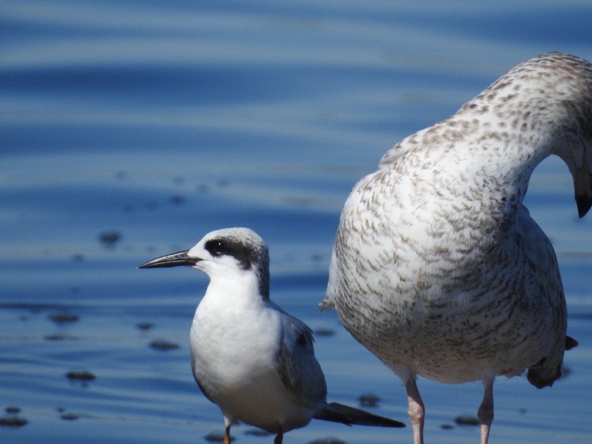 Forster's Tern - ML644456994