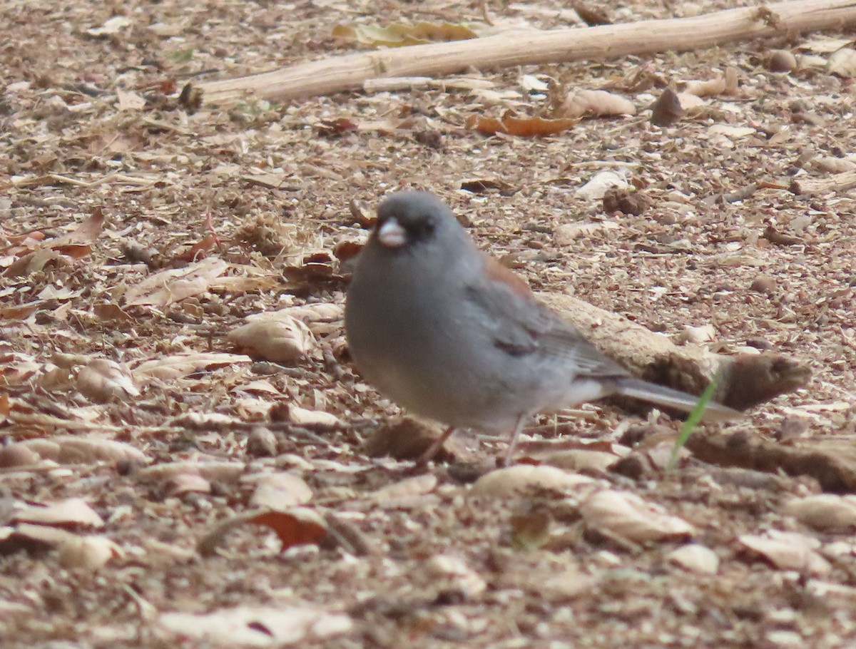 Dark-eyed Junco (Gray-headed) - ML644456997