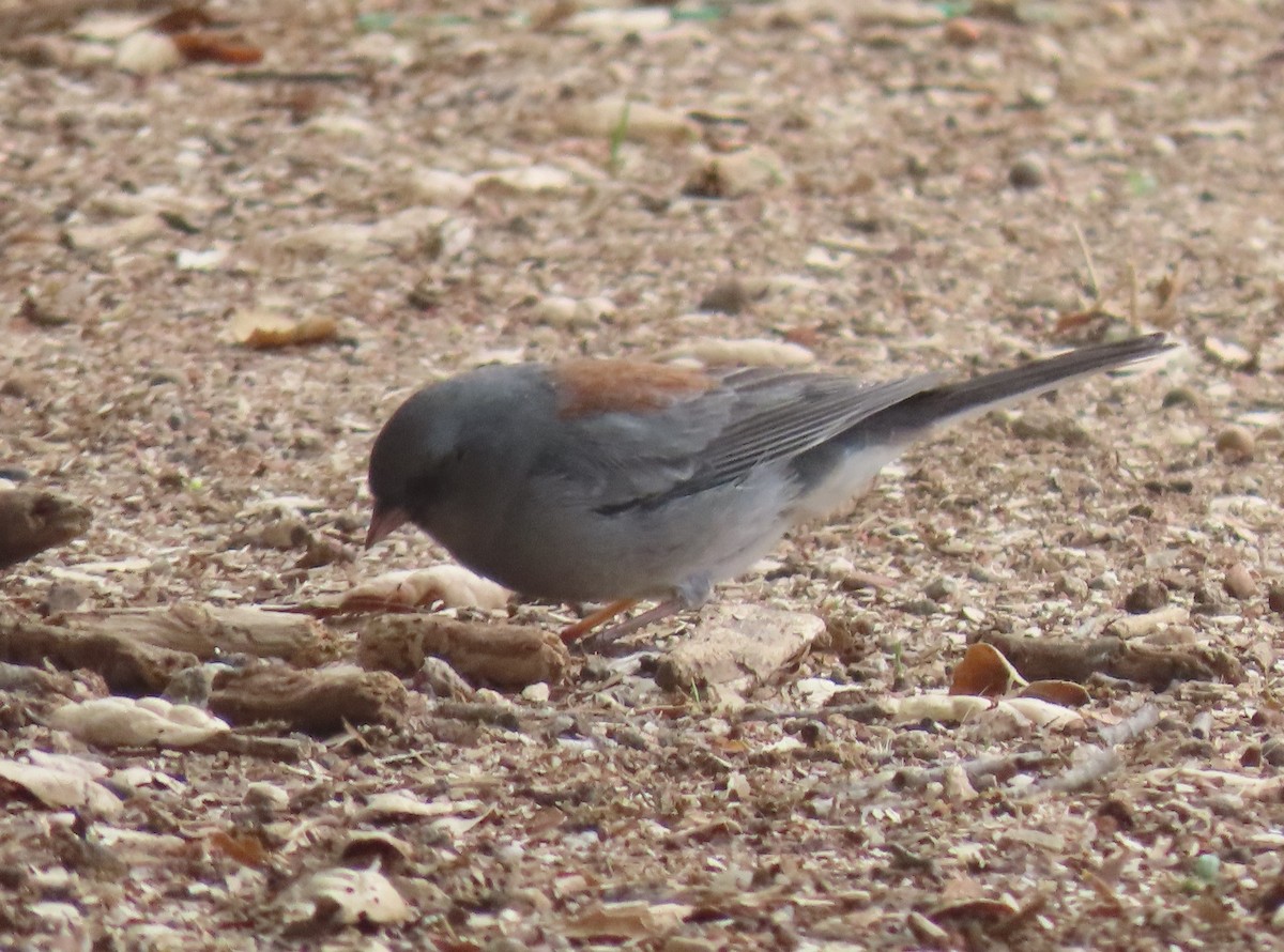 Dark-eyed Junco (Gray-headed) - ML644456998