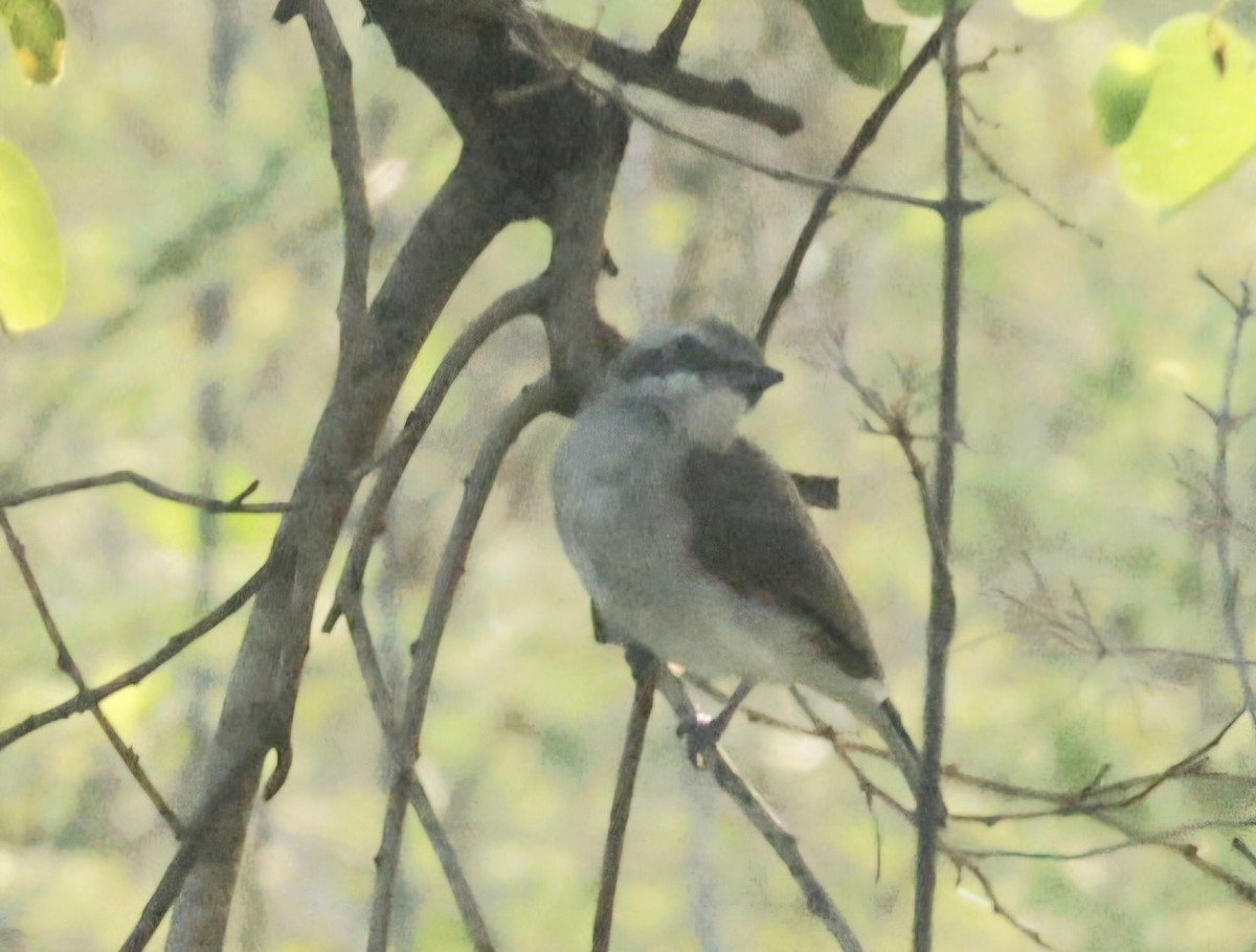 スリランカサンショウクイ - ML644457004