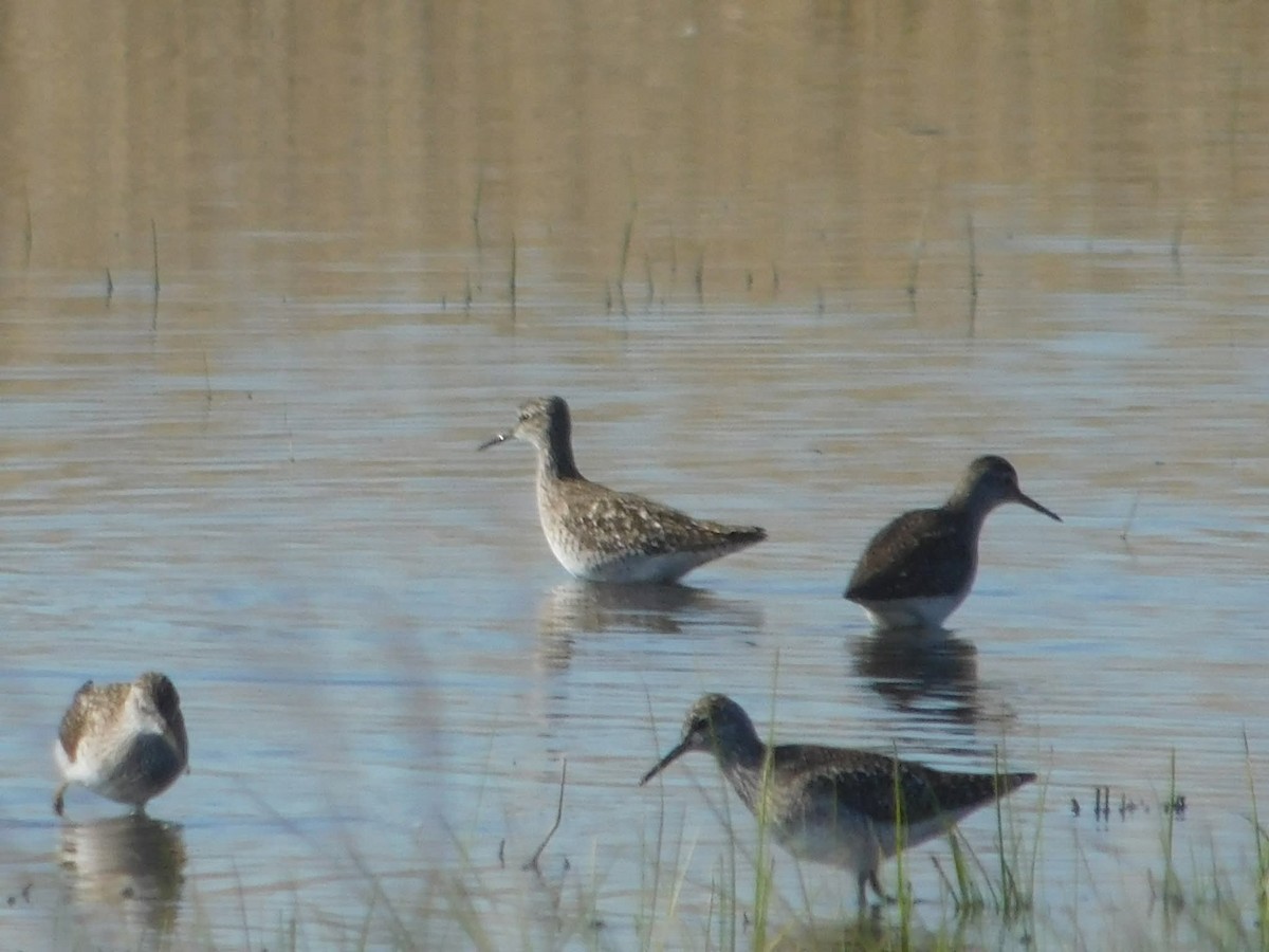Wood Sandpiper - ML644457007