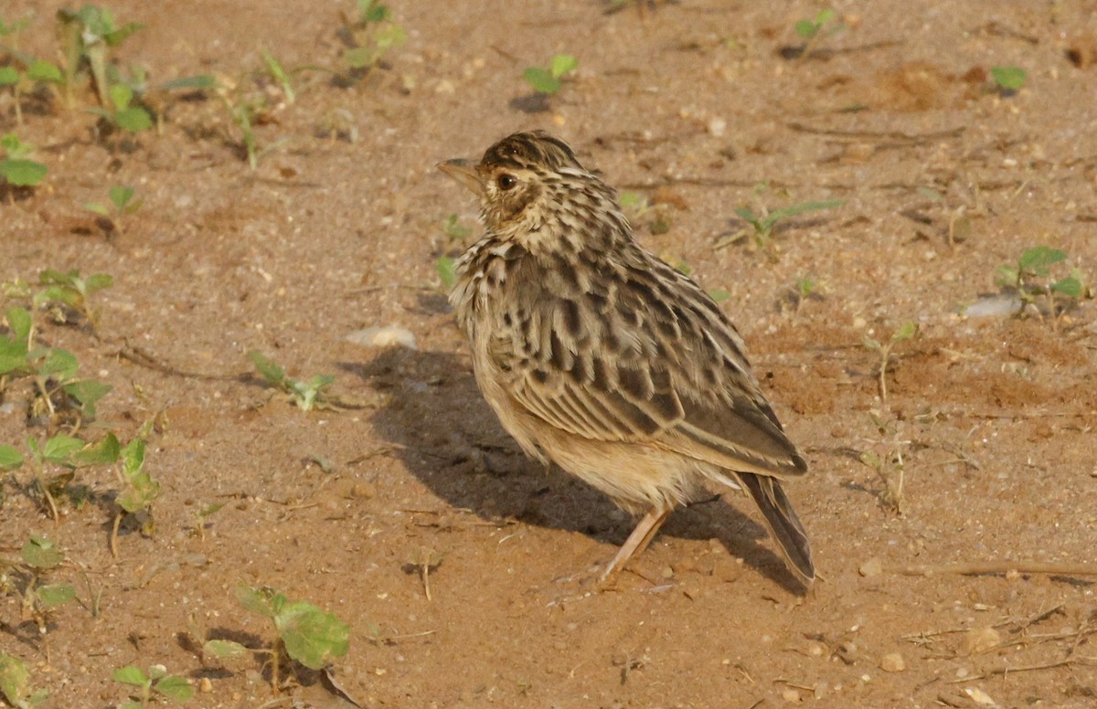 ghatslerke - ML644457013