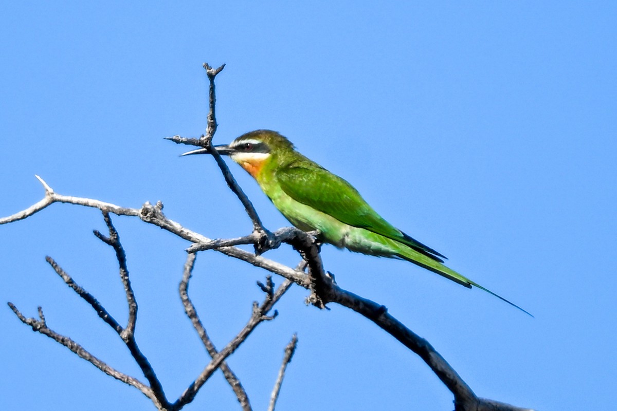 Olive Bee-eater - ML644457018