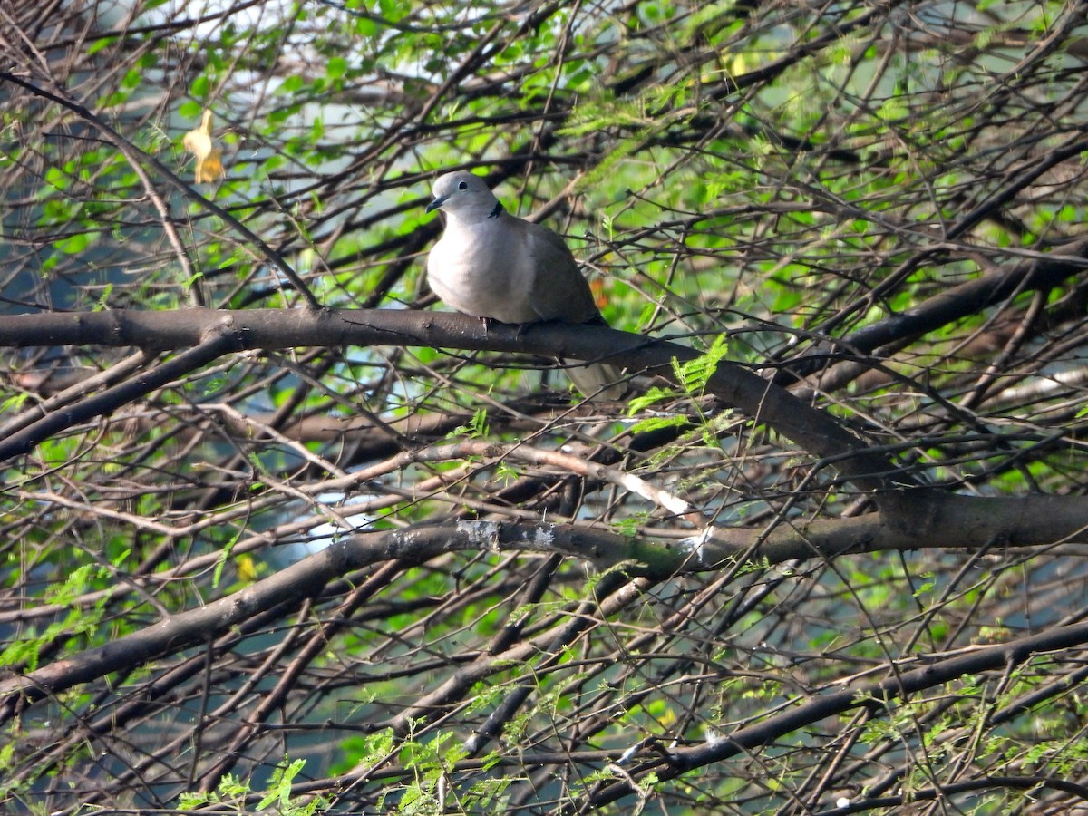 hrdlička zahradní - ML644457019