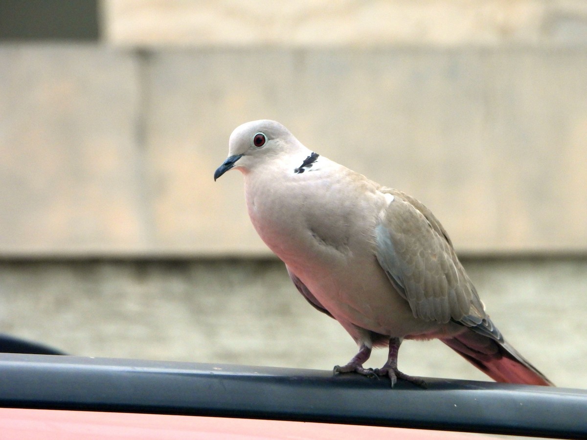 hrdlička zahradní - ML644457020