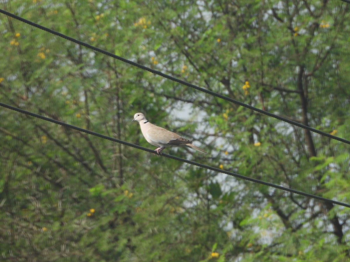 hrdlička zahradní - ML644457021