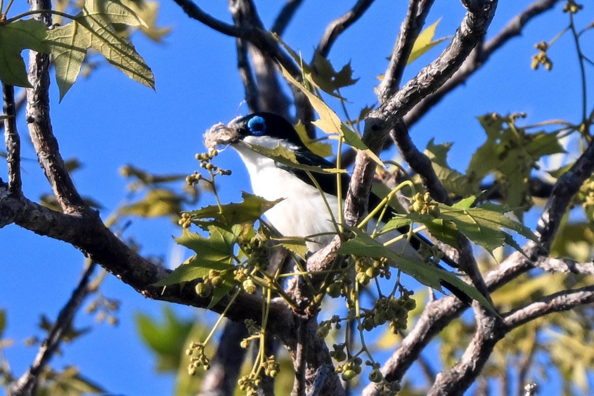 Artamie chabert - ML644457050