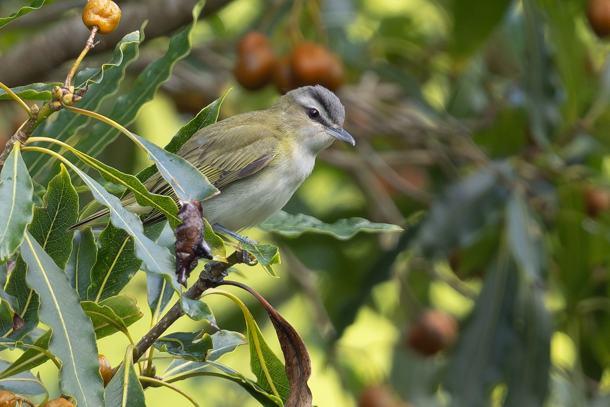 Red-eyed Vireo - ML644457052