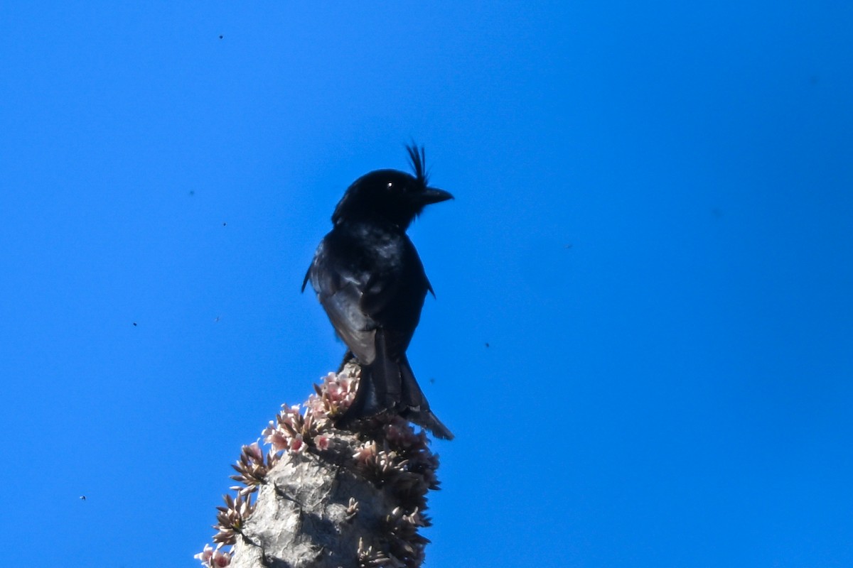 Crested Drongo (Madagascar) - ML644457053