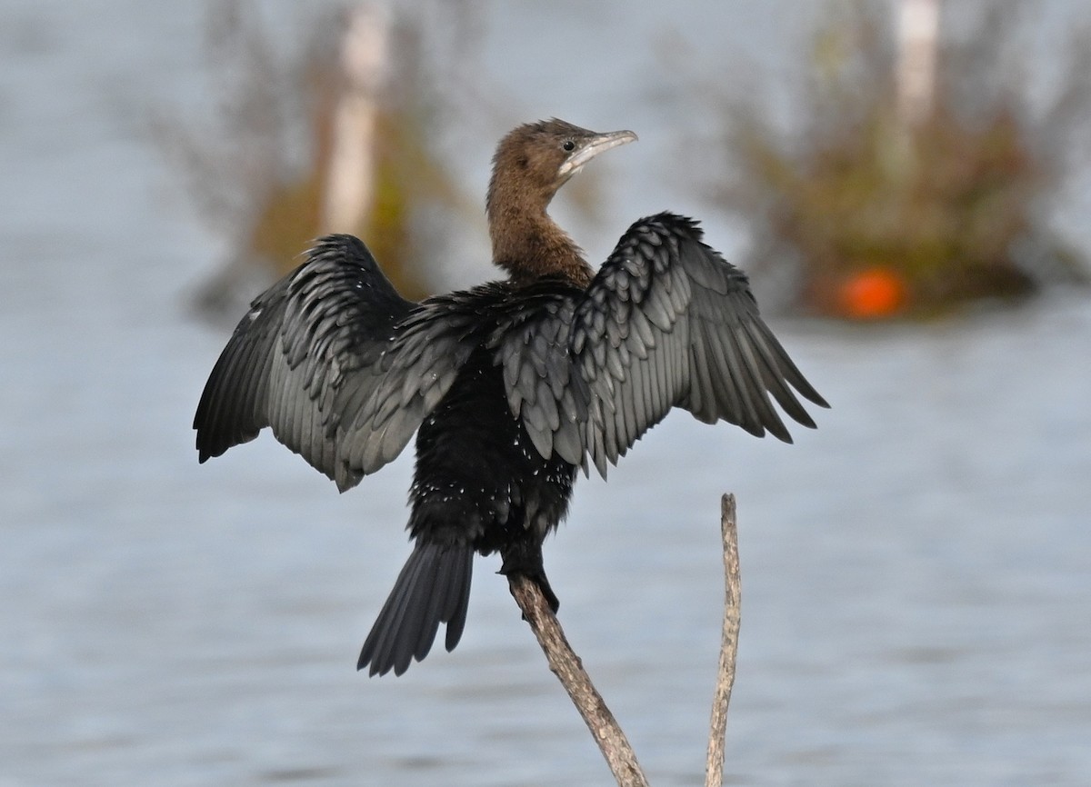 Pygmy Cormorant - ML644457061